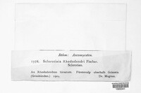 Monilinia alpina image